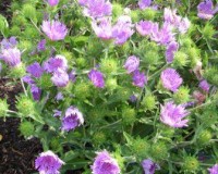 stokesia laevis 6-11a.jpg